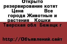 Открыто резервирование котят › Цена ­ 15 000 - Все города Животные и растения » Кошки   . Тверская обл.,Бежецк г.